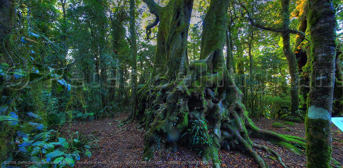 Peter Bellingham Photography Antarctic Beech Trees - Springbrook - QLD T (PB5D 00 U3A3918)